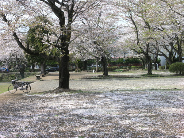 P4150014-桜吹雪.jpg