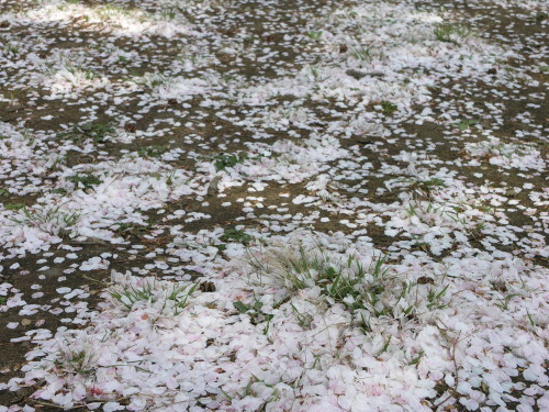 P4150017-桜吹雪.jpg