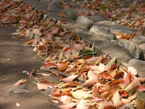 P4150027-楠の落葉.jpg