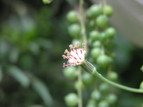 P5230052-グリーンネックレスの花.jpg